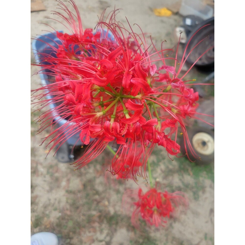 Red Red Spider Lily 5 Pack Live Bulbs